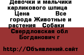 Девочки и мальчики карликового шпица  › Цена ­ 20 000 - Все города Животные и растения » Собаки   . Свердловская обл.,Богданович г.